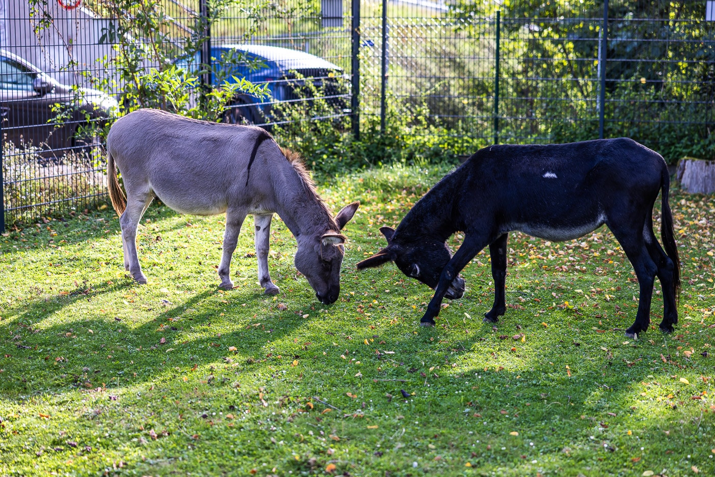 Känguru Jugend P 2025 561 20250916 pk 4039 lr Känguru Jugend P 2025 561 20250916 pk 4039 lr