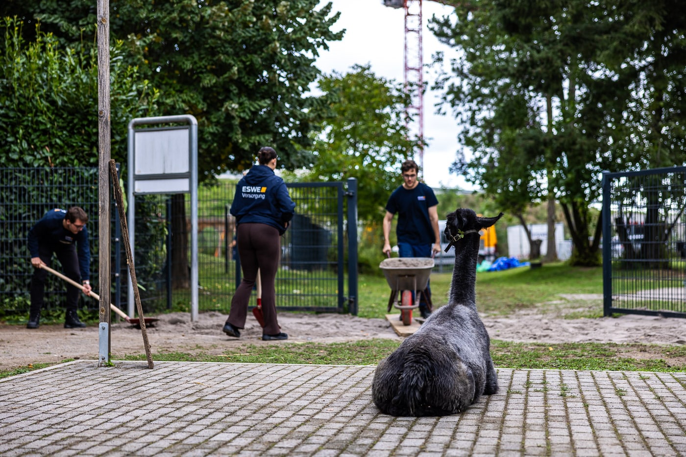 Känguru Jugend P 2025 561 20250916 pk 4161 lr Känguru Jugend P 2025 561 20250916 pk 4161 lr